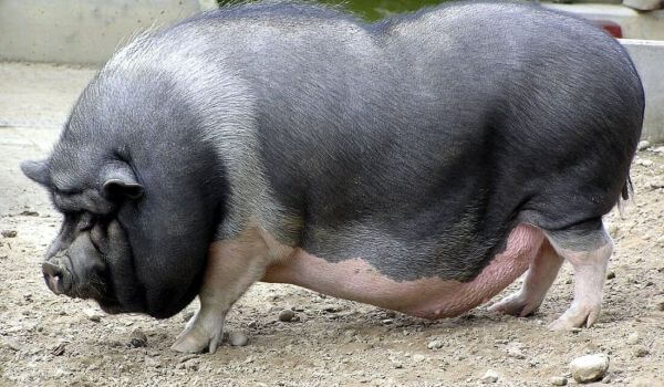 Photo: Vietnamese domestic pig