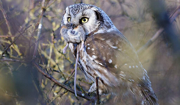 Photo: North American Stormy Owl