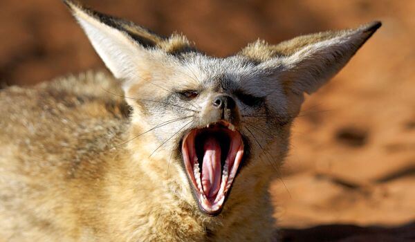 Photo: Big-eared fox from Africa