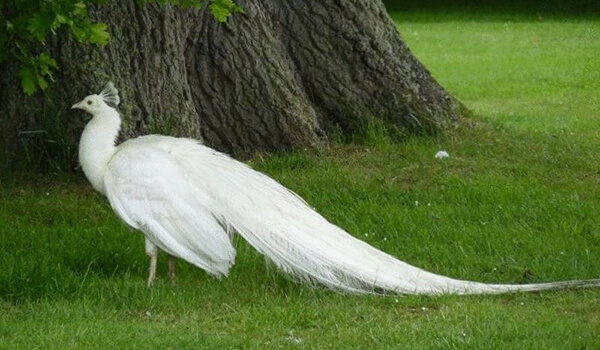 Foto: cómo se ve un pavo real blanco