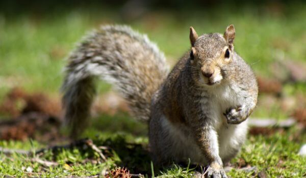 Photo: Gray American Squirrel