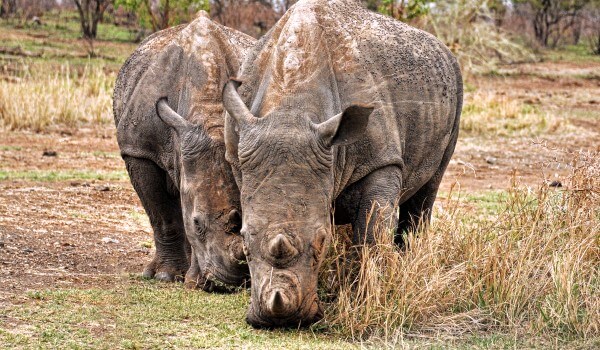 Photo: Red Book Sumatran Rhino