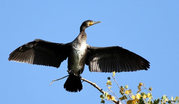 Photo: Cormorant animal