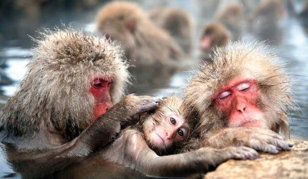 Photo: Japanese macaques from Red Book