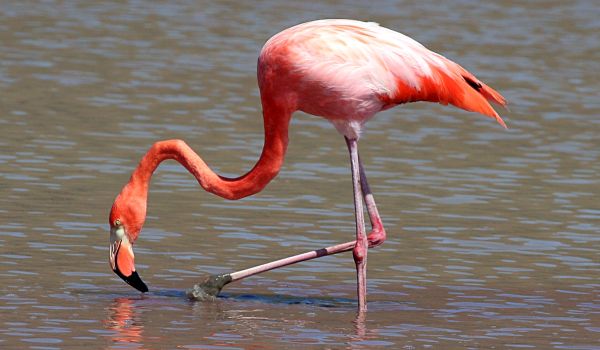Photo: Flamingo Red Book