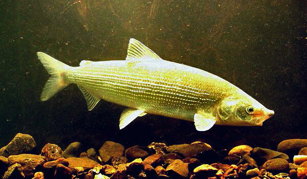 Photo: River whitefish