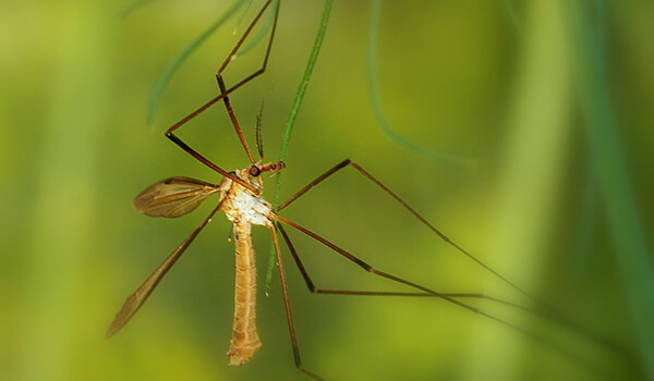 Foto: Mosquito do gorgulho maior
