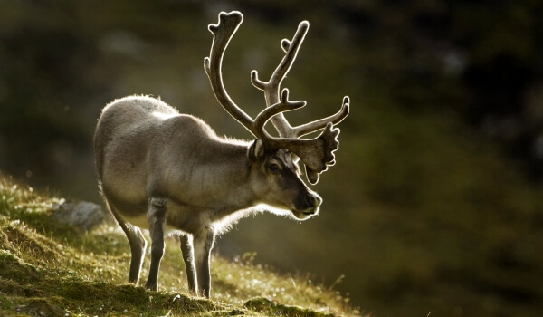 Photo: Reindeer in tundra