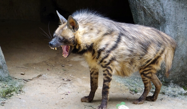 Photo: Animal striped hyena