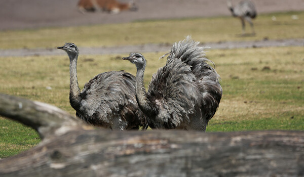 Foto: avestruz Nandu