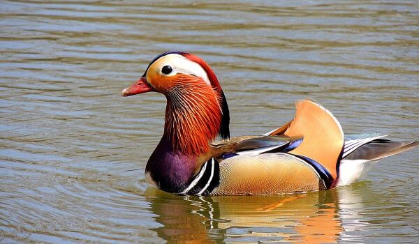 Photo: Mandarin duck from the Red Book