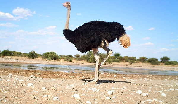 African ostrich population