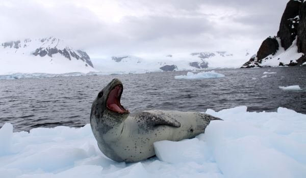 Foto: foca leopardo foca