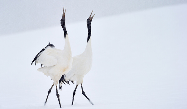 Photo: Japanese Crane Dance