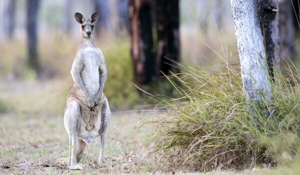 Photo: Giant Kangaroo Animal