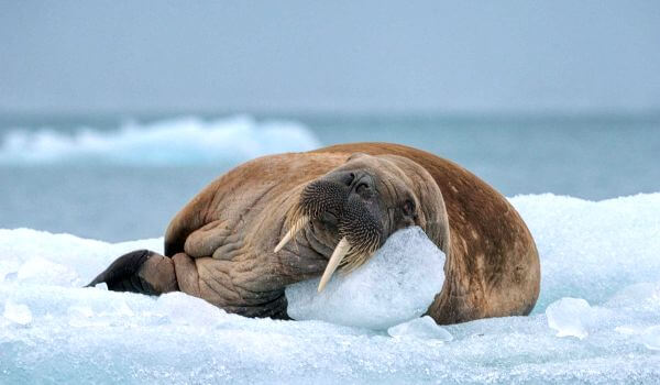 Photo: Animal walrus