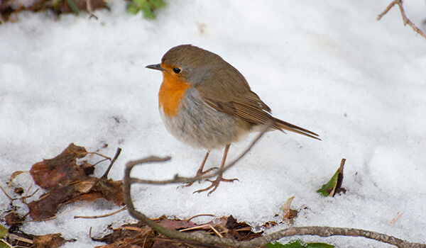 Photo: Robin in winter