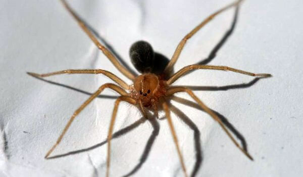 Photo: Brown Recluse Spider