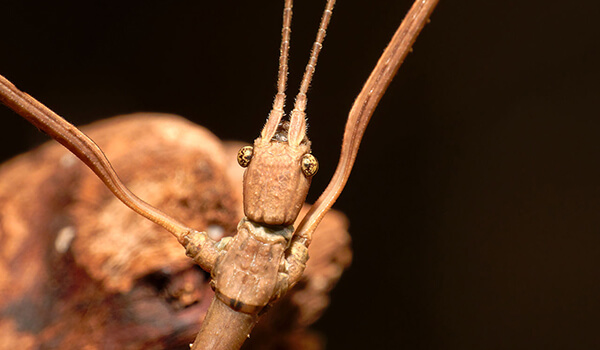 Photo: What a stick insect looks like