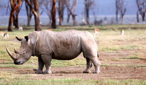 Photo: White Rhino Animal