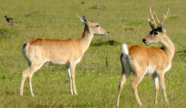 Photo: Male and Female Pampas Deer