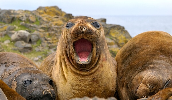 Photo: What an eared seal looks like