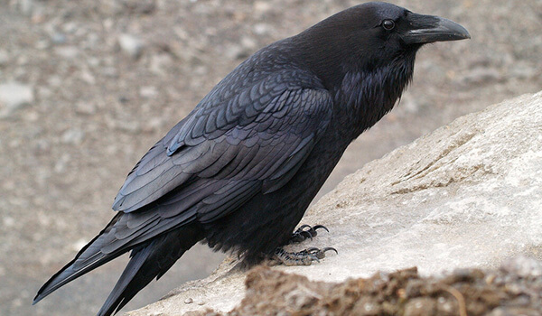Photo: How black looks crow
