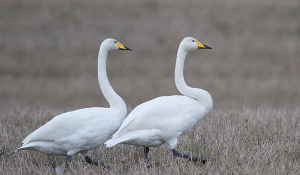 Photo: Whooper swan from the Red Book