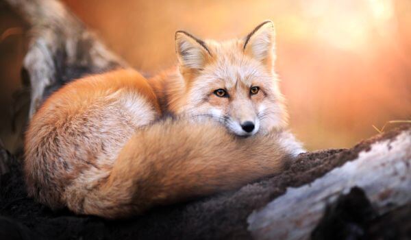 Foto : Animal predatório raposa comum