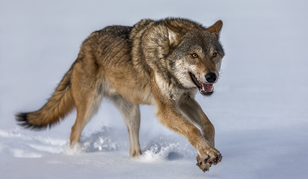 Foto: Lobo cinzento em inverno