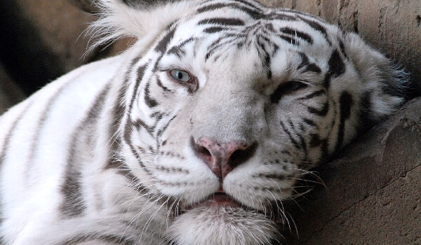 Photo: Rare animal white tiger