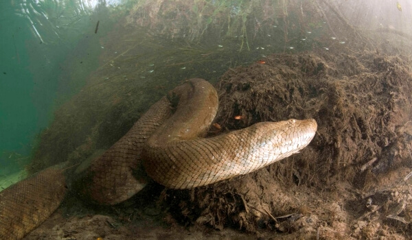 Photo: Anaconda Boa constrictor
