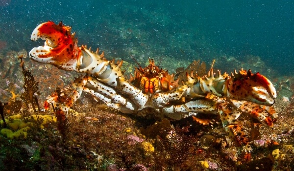 Photo: King Crab