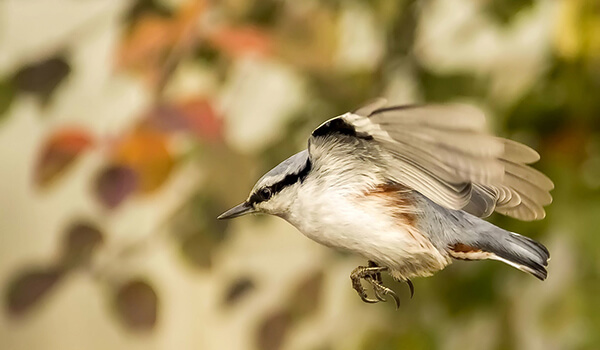 Photo: Common Nuthatch