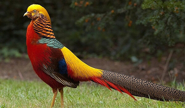 Foto: Pássaro Faisão Dourado