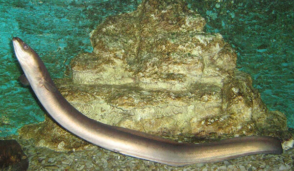 Photo: River eel