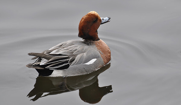 Photo: What a wigeon duck looks like