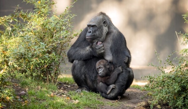 Foto: Gorilí mládě