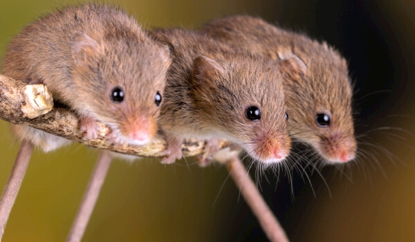 Foto: Mláďata polní myši