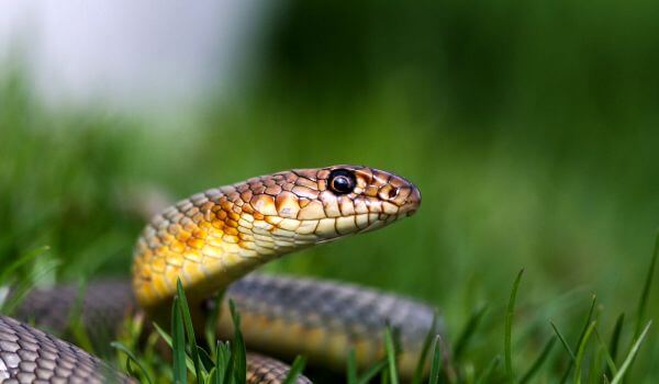 Photo: Yellow-bellied snake
