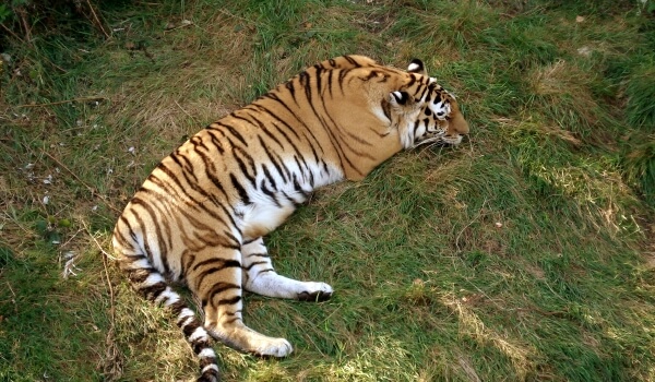 Foto: Libro rojo del tigre de Amur de Rusia