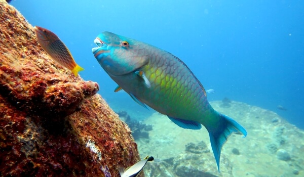 Photo: Sea fish parrot