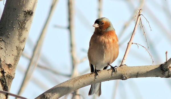 Photo: Common Chaffinch