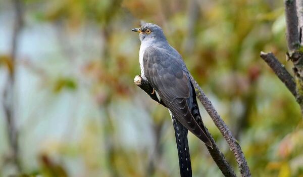 Photo: Cuckoo in nature