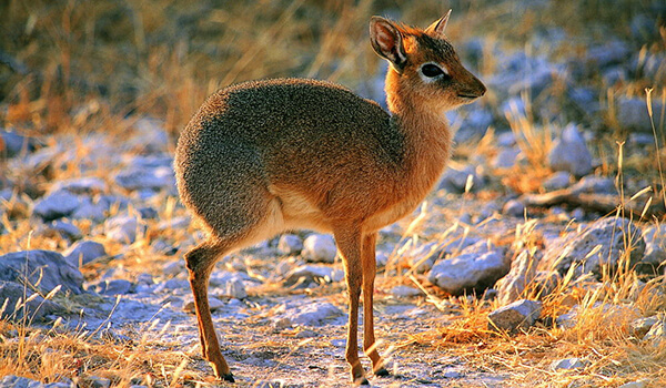 Photo: Pygmy Antelope