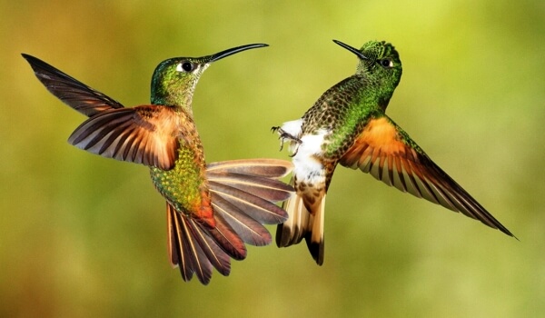 Photo: Hummingbirds
