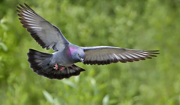 Photo: Rock Pigeon in Flight