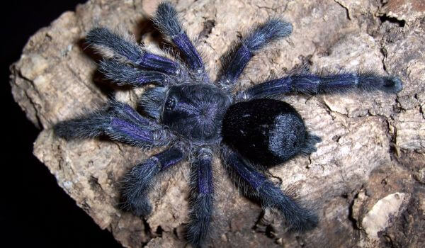 Foto: Giftig tarantula