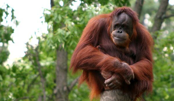 Photo: orangutan monkey