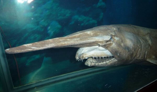 Photo : Goblin Shark